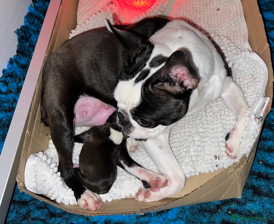 Boston Terrier dogs for sale: Female Boston Terrier - Image 2