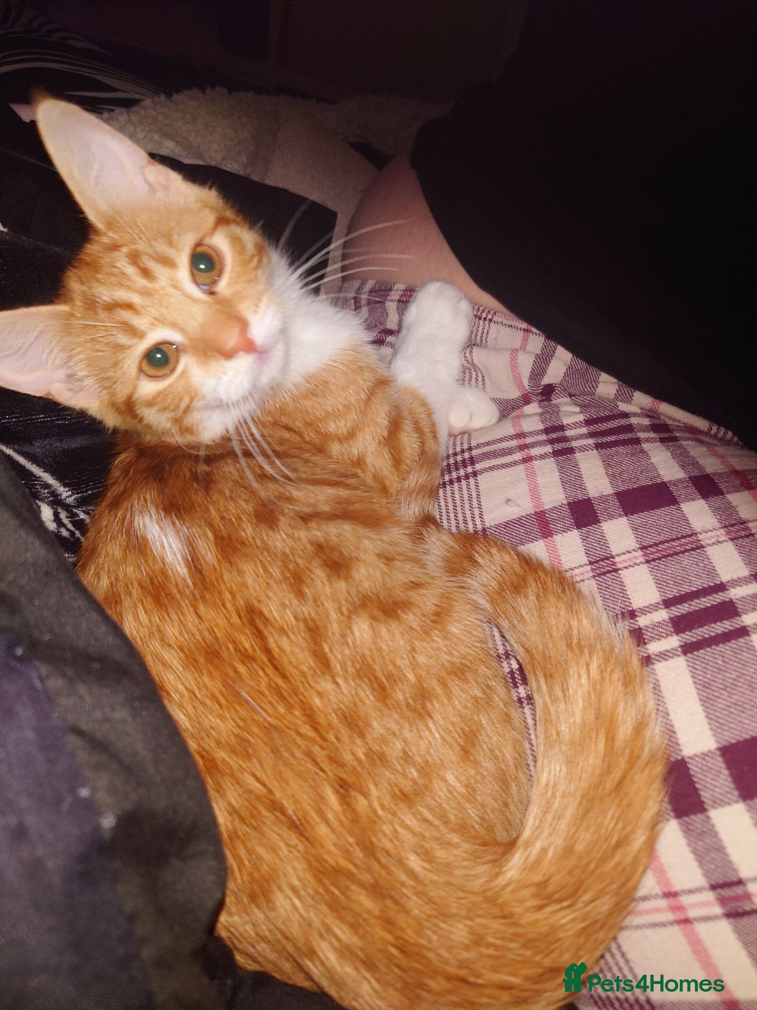 Mixed Breed cats 2 ginger and white females - Advert 1