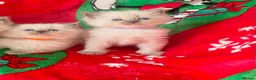 Ragdoll cats for sale: Ragdoll kittens - Advert 17