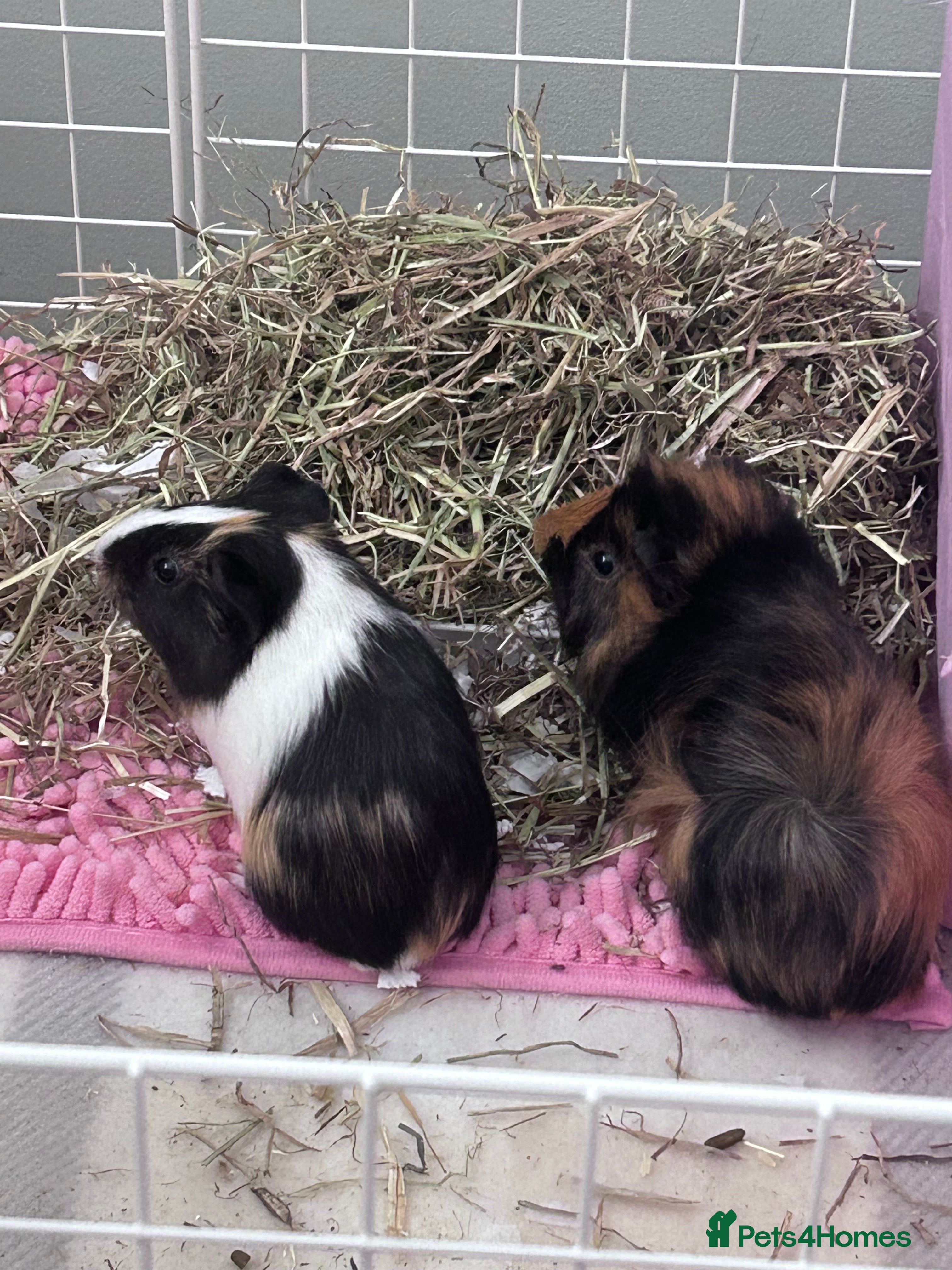 Guinea Pig rodents piglet and roo in London - Advert 1