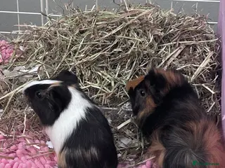 Guinea Pig rodents piglet and roo in London - Advert 1