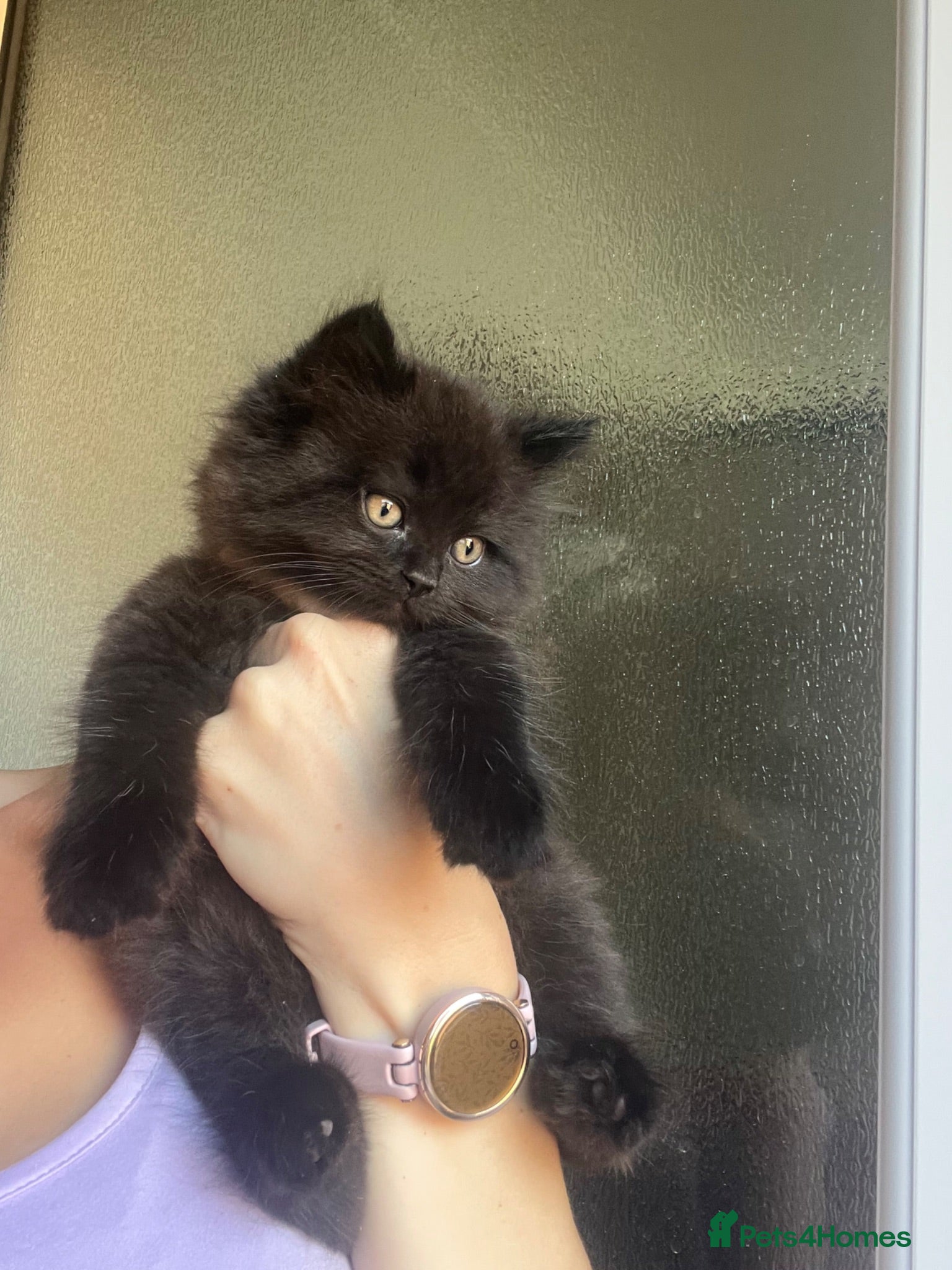 Persian cats Half Persian Half Long hair Kittens.  - Advert 5