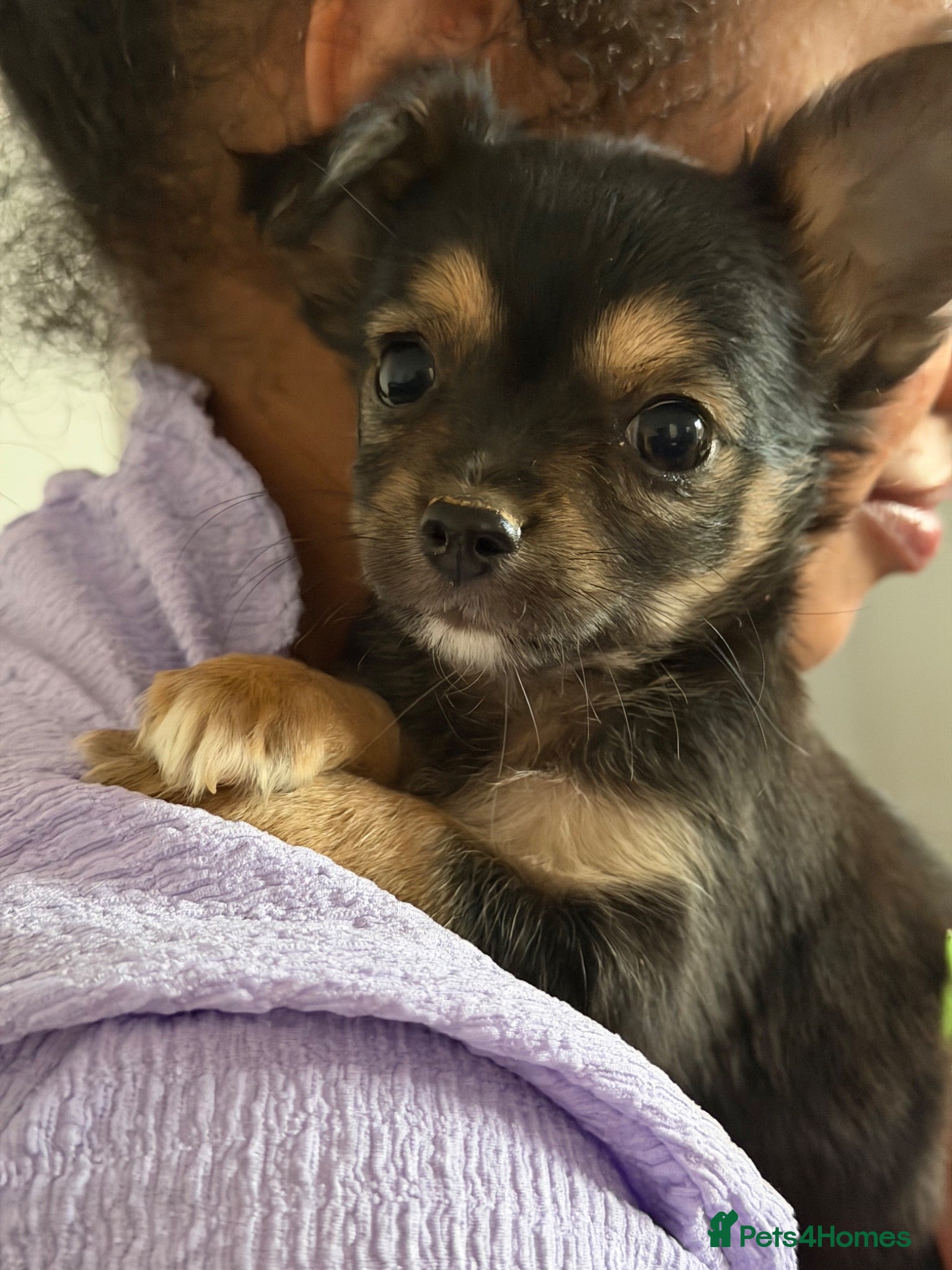 Chihuahua dogs Four gorgeous Chihuahua puppies - Advert 6