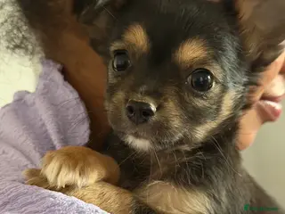 Chihuahua dogs Four gorgeous Chihuahua puppies - Advert 6