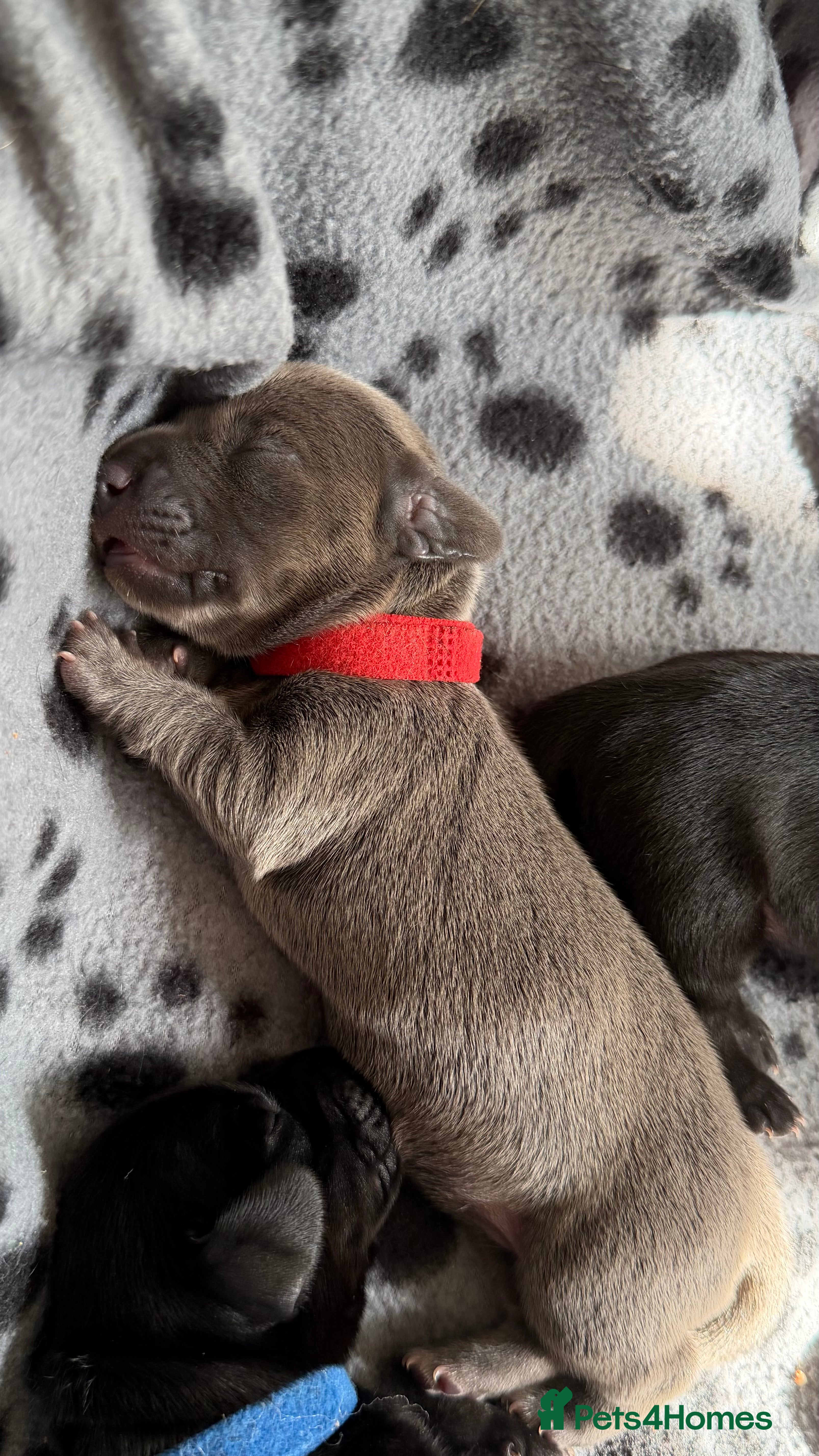 Miniature Dachshund dogs Rare Solid Blue & Solid Black KC Reg Mini Daxies - Advert 2
