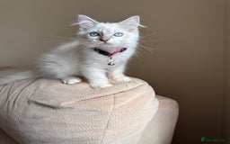 Ragdoll cats for sale: The Last Adorable Girl Ragdoll - Image 14