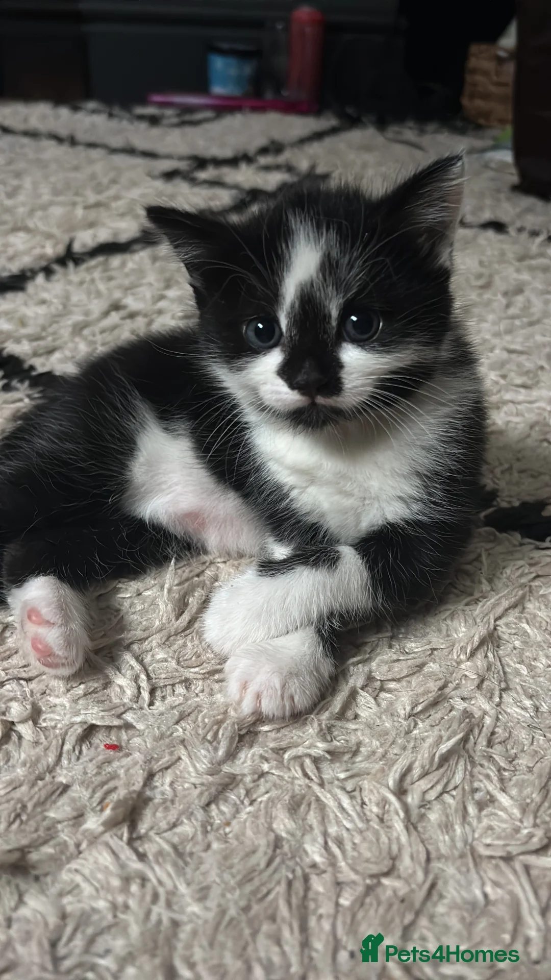 Mixed Breed cats for sale: Female Kitten in Stoke-on-Trent - Advert 2