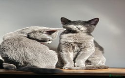 Russian Blue cats for sale: Russian Blue Kitten pair (Male and female) - Image 7