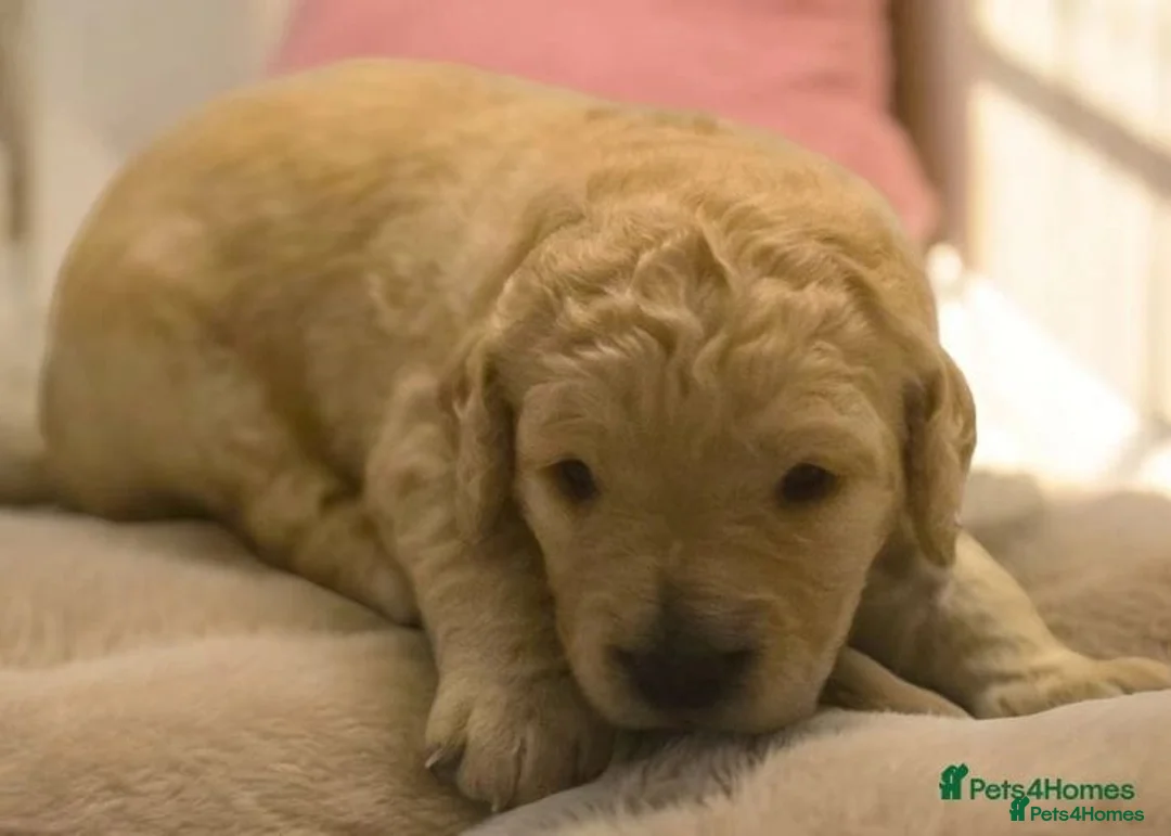 Labradoodle dogs for stud: Bailey the stud  in Glasgow - Advert 24