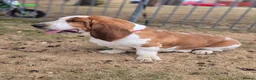 Basset Hound dogs for stud: Basset Hound Proven Stud - Advert 4