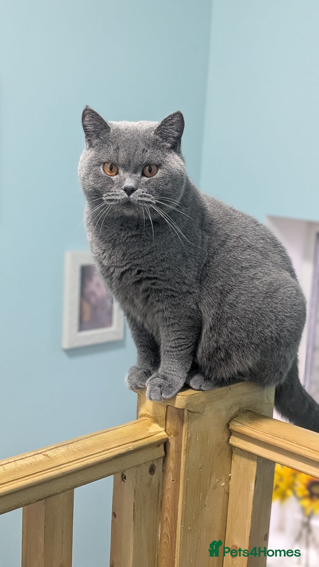 British Shorthair cats for sale: Active Gccf Female  - Image 11