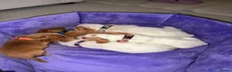 Cocker Spaniel dogs for sale: 🐾❤️ BEAUTIFUL WORKING COCKER SPANIEL PUPPIES ❤️🐾 - Advert 12