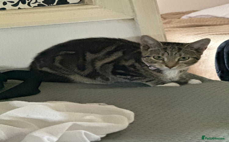 Bengal cats for sale - Advert 1