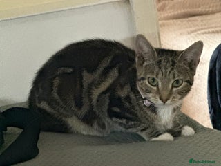 Bengal cats - Advert 9