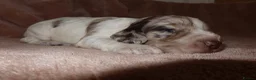 Cocker Spaniel dogs for sale: Working cocker spaniel puppies  - Advert 32