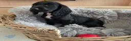 Cocker Spaniel dogs for sale: Working Type Cocker Spaniels  - Advert 8