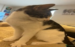 Mixed Breed cats for sale: 3 kittens for sale  - Image 2