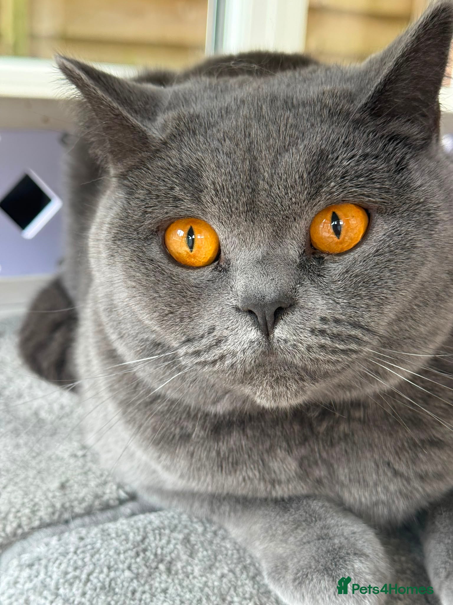 British Shorthair cats British Shorthair Boy - Champion Line - Advert 1