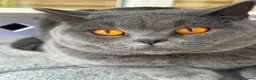 British Shorthair cats for sale: British Shorthair Boy - Champion Line - Advert 1