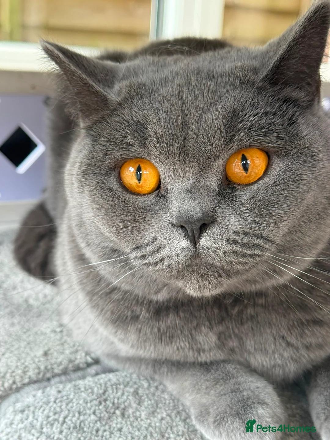 British Shorthair cats for sale: British Shorthair Boy - Champion Line - Advert 1
