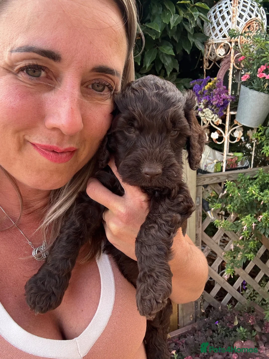 Cockapoo dogs for sale: Stunning Chocolate Show Cockapoo - last boy left - Advert 1