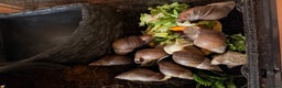 Snails invertebrates for sale: Giant African Land Snails  - Advert 3