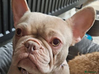 French Bulldog dogs Prada tiny kennel club new shade female - Advert 13