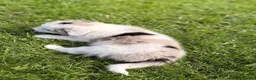 Border Collie dogs for sale: STUNNING BORDER COLLIE PUPS.  - Advert 16