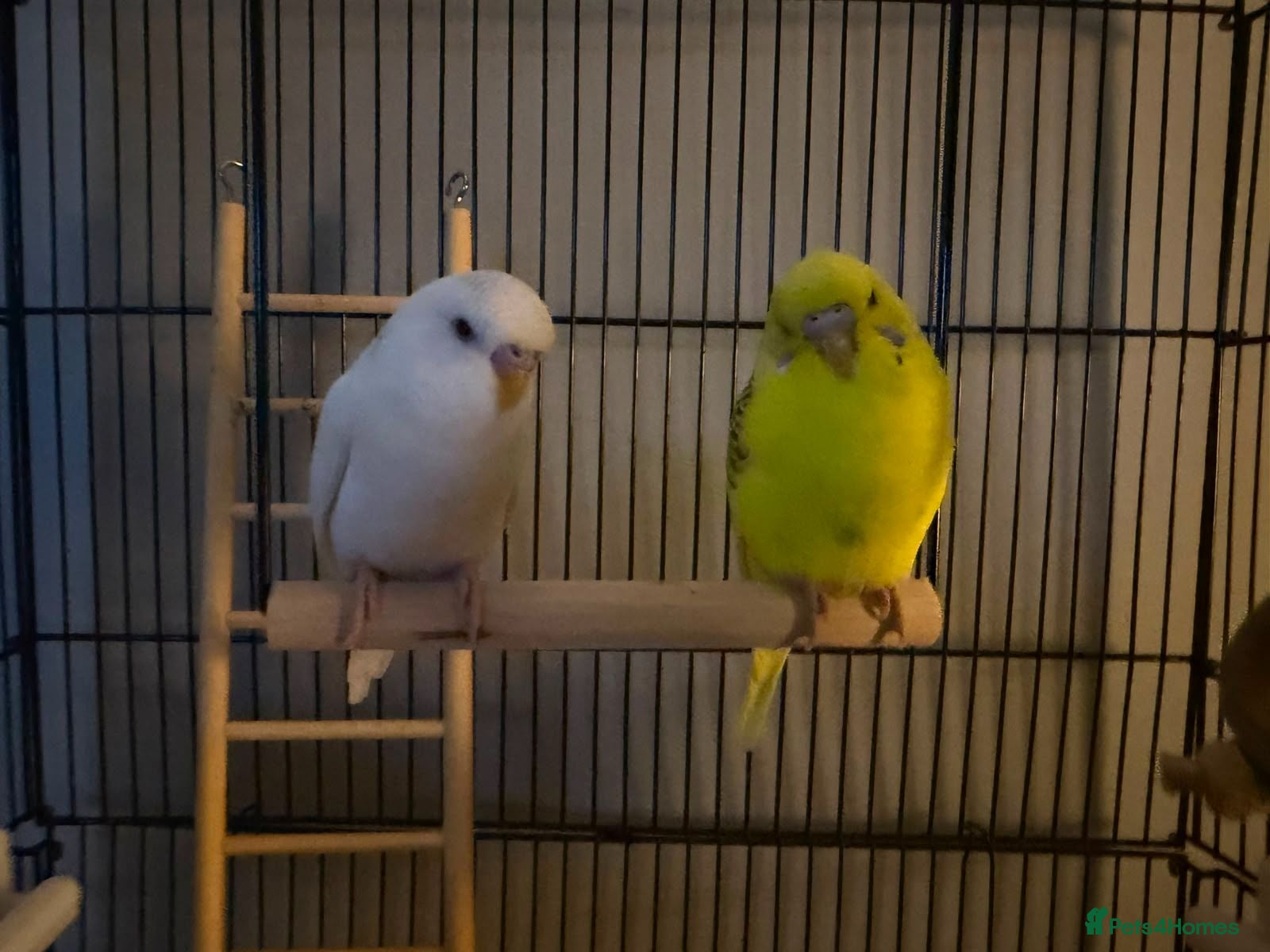Budgerigars birds Boy and girl bugdies - Advert 8