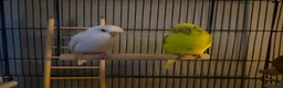 Budgerigars birds for sale: Boy and girl bugdies in Barnsley - Advert 6