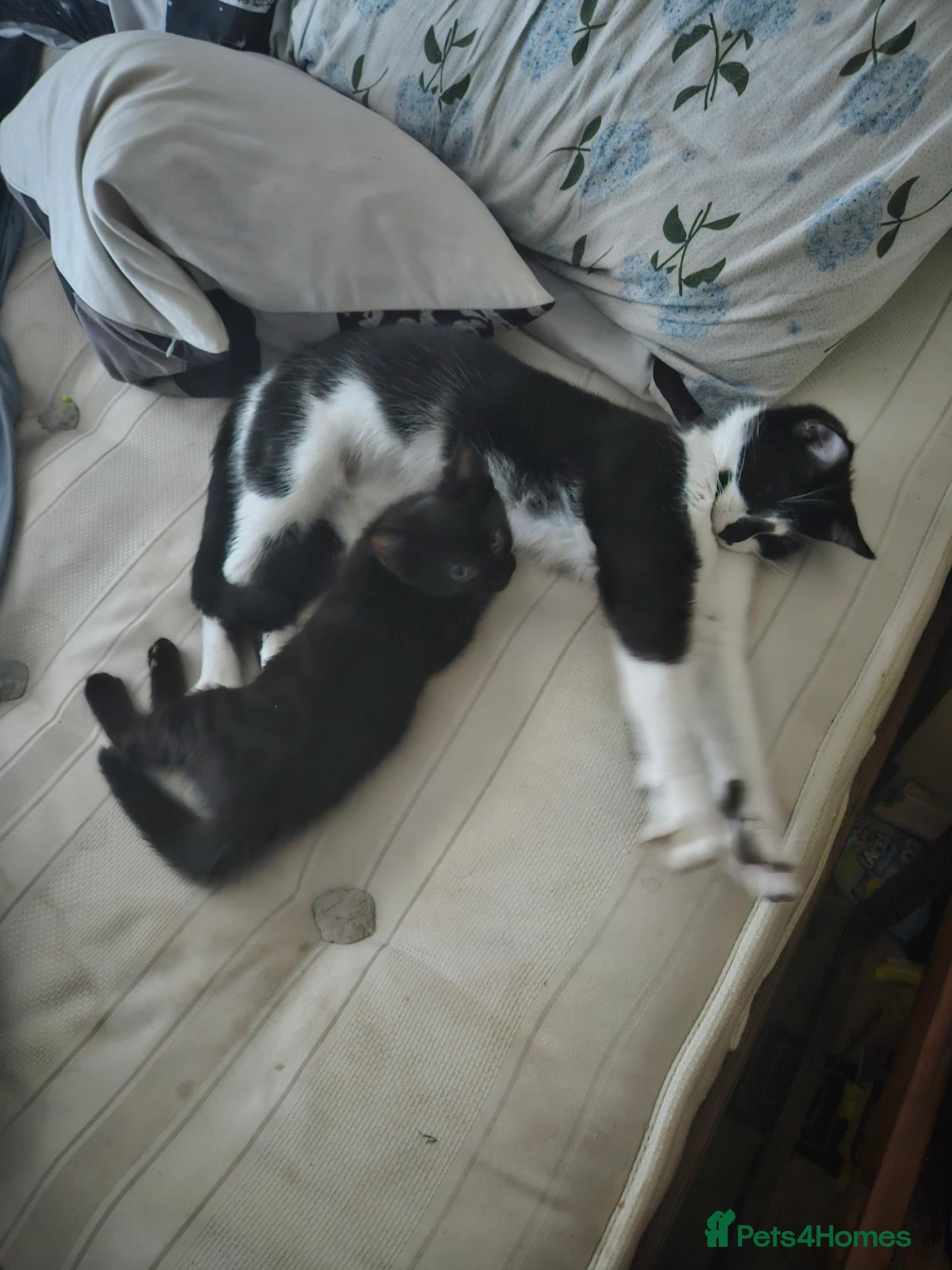 Mixed Breed cats Mix cat - Advert 1