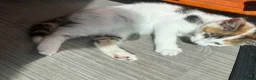 Mixed Breed cats for sale: Beautiful kitties - Advert 9