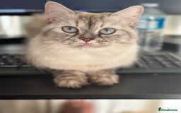 Persian cats for sale: 🐾 Beautiful Himalayan Persian Kittens 🐾 - Image 10