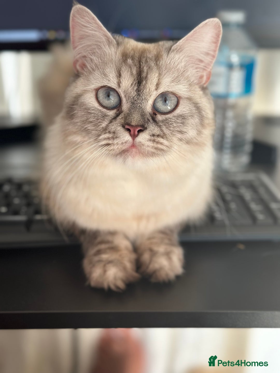 Persian cats for sale: 🐾 Beautiful Himalayan Persian Kittens 🐾 - Image 10