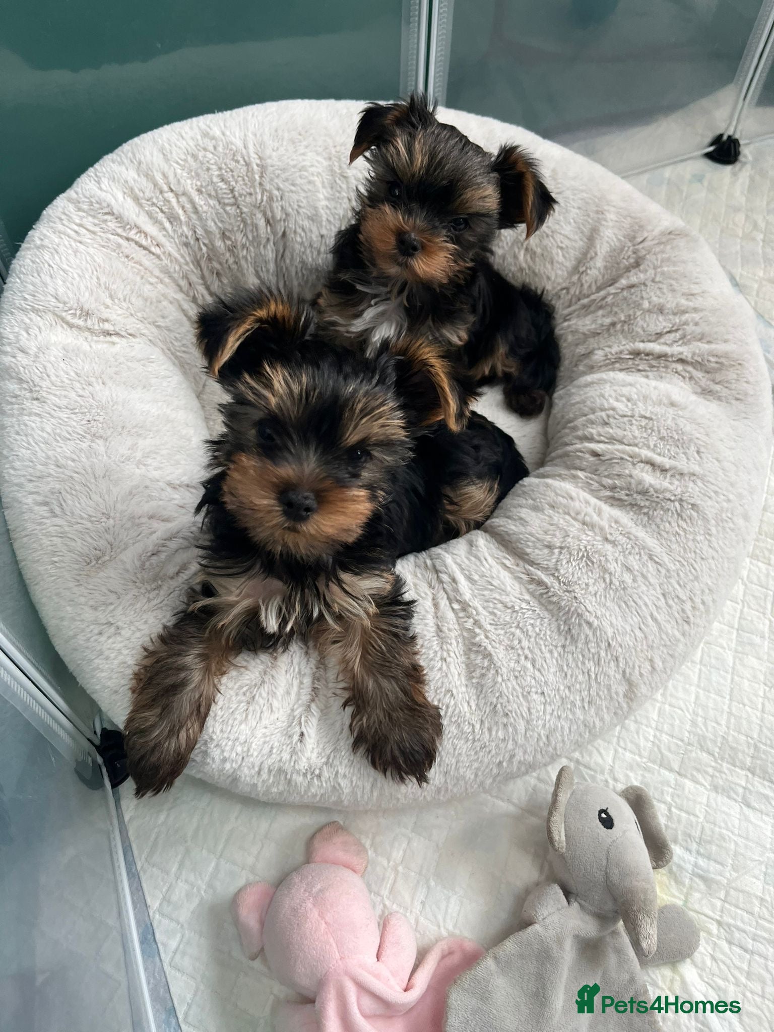 Yorkshire Terrier dogs Top Quaility Yorkshire Terrier Puppies KC Reg - Advert 1
