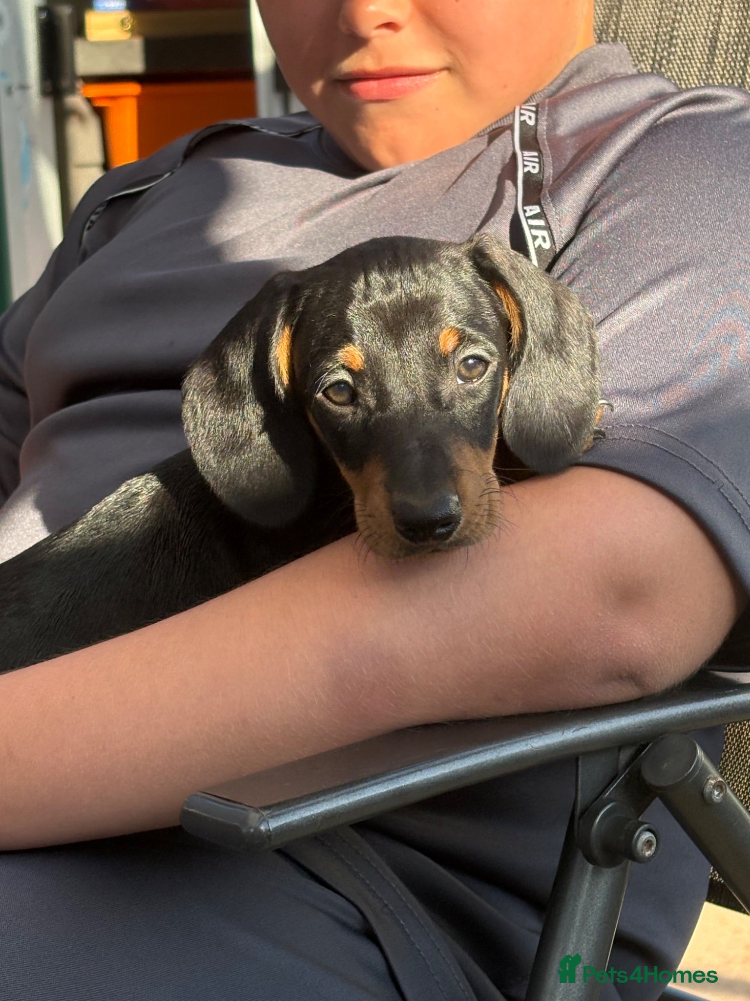 Dachshund dogs 1 Absolutely gorgeous dachshund puppy  - Advert 2