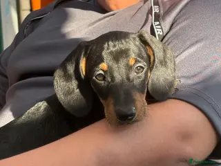 Dachshund dogs 1 Absolutely gorgeous dachshund puppy - Advert 2