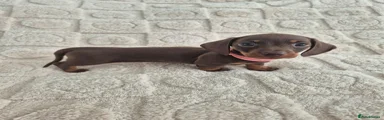 Miniature Dachshund 2  PINK COLLAR 💗 