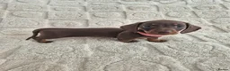 Miniature Dachshund dogs for sale: *KC Reg Miniature Dachshund Puppies available * - Advert 15