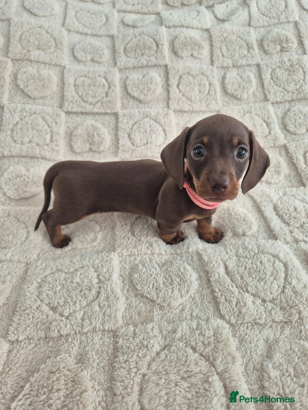Miniature Dachshund dogs for sale: *KC Reg Miniature Dachshund Puppies available * - Advert 15
