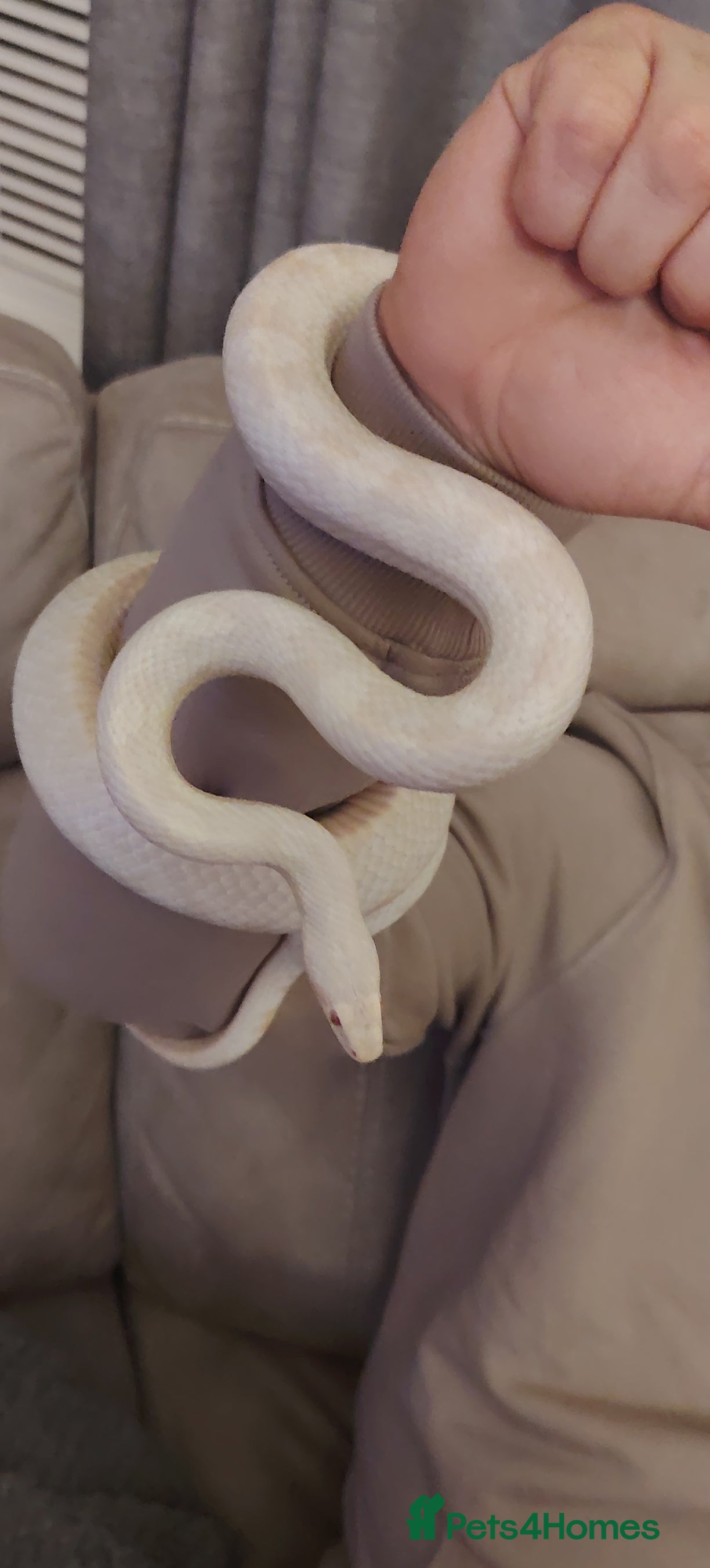 Corn Snake reptiles Around 6year old corn snake  - Advert 1