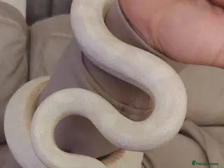 Corn Snake reptiles Around 6year old corn snake - Advert 1