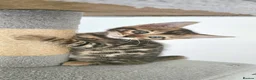 Bengal cats for sale: Beautiful boy bengal  in Tadworth - Advert 2