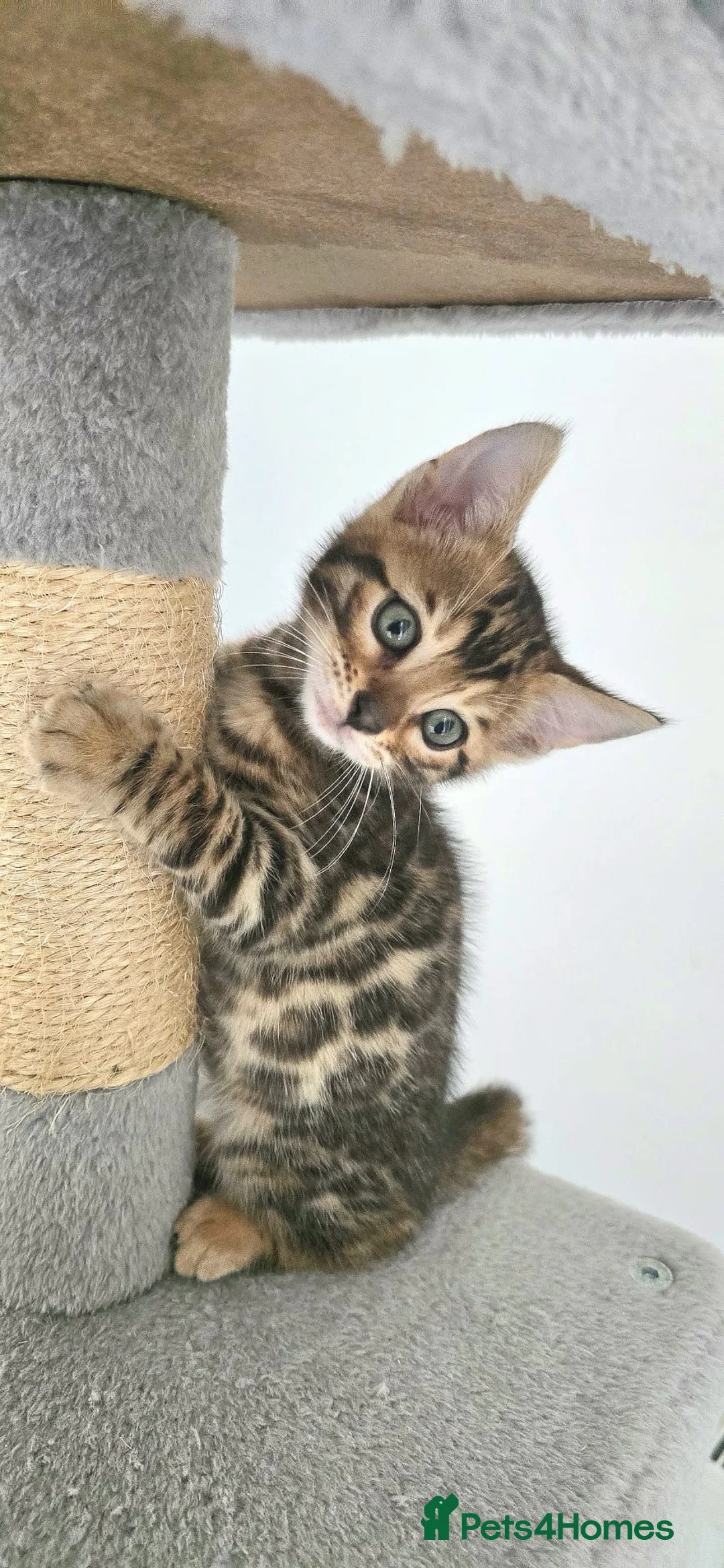 Bengal cats for sale: Beautiful boy bengal  in Tadworth - Advert 2