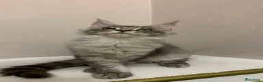 Maine Coon 1