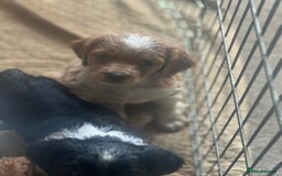 Brittany Spaniel dogs for sale: Brittany puppies for sale  - Image 7