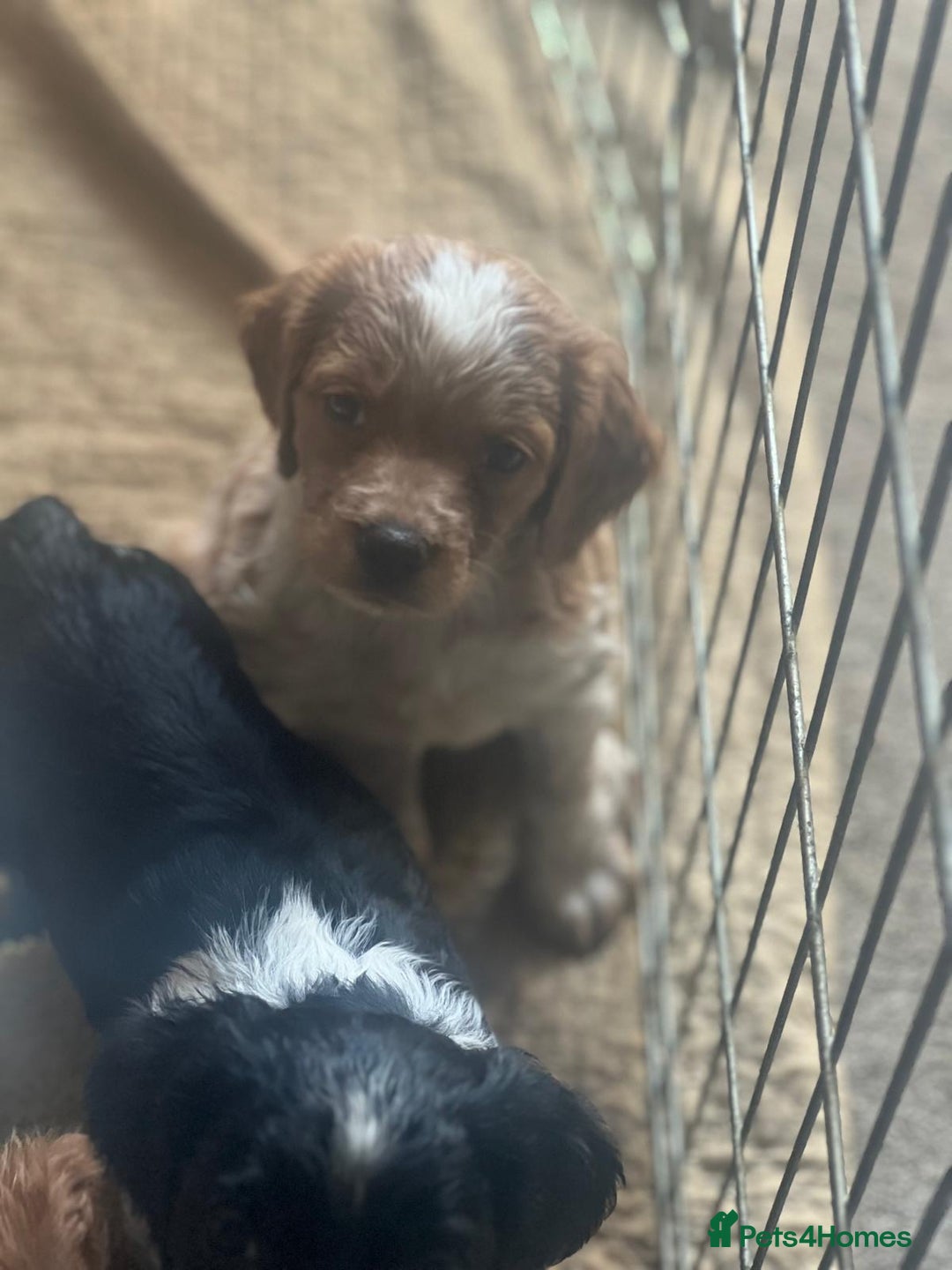 Brittany Spaniel dogs for sale: Brittany puppies for sale  - Image 7