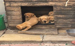 Labrador Retriever dogs for sale: Kc reg  yellow lab puppies 🐶  - Image 10