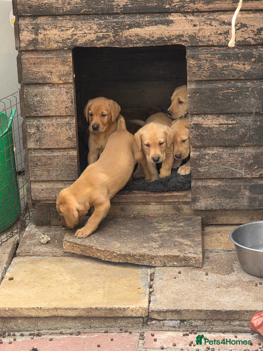 Labrador Retriever dogs for sale: Kc reg  yellow lab puppies 🐶  - Image 10