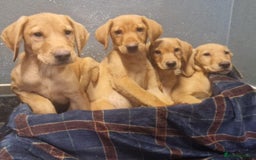 Labrador Retriever dogs for sale: Beautiful Red Fox Labrador Puppies – Ready Now! 🐾 - Image 4